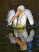 Pelican13.jpg