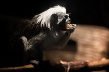 chattanooga zoo-.jpg