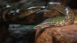 chattanooga zoo-3431.jpg