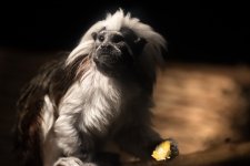 chattanooga zoo--2.jpg