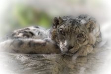 chattanooga zoo--3.jpg