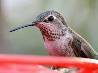Hummer7.jpg