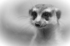 chattanooga zoo--6.jpg