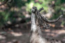 chattanooga zoo--4.jpg