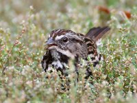 Sparrow2.jpg