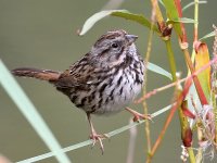 Sparrow3.jpg