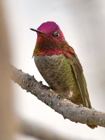 Hummer6.jpg