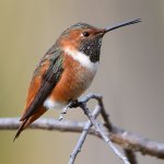 Hummer19.jpg