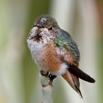 Hummer21.jpg