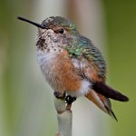 Hummer23.jpg