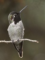 Hummer28.jpg