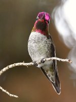Hummer29.jpg