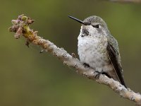Hummer7.jpg