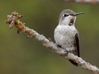 Hummer8.jpg