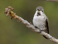 Hummer9.jpg