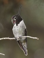 Hummer27.jpg