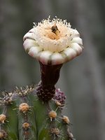 Bee.jpg