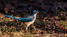 DSC_5273.jpg