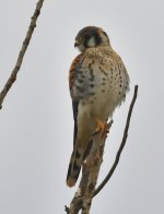 ROY_2661.jpg