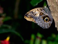 10mb DSC_3653+Butterfly Conserv -0007.jpg