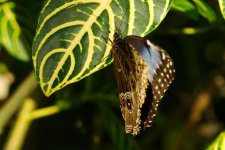 DSC_3831+Butterfly Conserv -0072.jpg