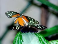 10mb DSC_3664+Butterfly Conserv -0014.jpg