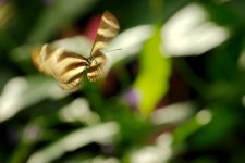 DSC_3745+Butterfly Conserv -0040.jpg