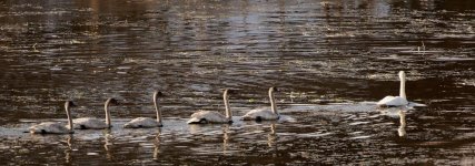 10mb DSC_3061+Trumpet Swans Two Hills -0007.jpg