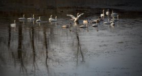 10mb dream DSC_3082+Trumpet Swans Two Hills -0015.jpg