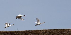 10mb BIF DSC_3100+Trumpet Swans Two Hills -0024.jpg