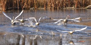 10mb BIF DSC_3114+Trumpet Swans Two Hills -0031.jpg