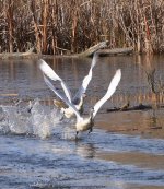 10mb BIF DSC_3115+Trumpet Swans Two Hills -0033.jpg
