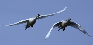 10mb BIF DSC_3123+Trumpet Swans Two Hills -0038.jpg