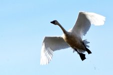 10mb BIF pooping DSC_3124+Trumpet Swans Two Hills -0039.jpg