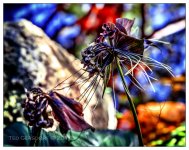 10-21-16 Arboretum HDR    16sm.jpg