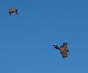 untitled-1-1211.jpg