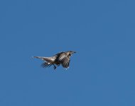 untitled-1-1210.jpg
