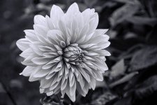 DSC_6945B&W.jpg