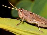 Hopper.jpg