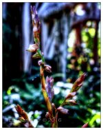 10-21-16 Arboretum HDR    21sm.jpg