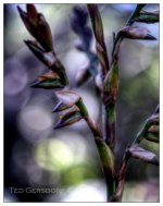 10-21-16 Arboretum HDR    22sm.jpg