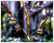 10-21-16 Arboretum HDR    23sm.jpg