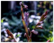 10-21-16 Arboretum HDR    24sm.jpg