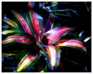 10-21-16 Arboretum HDR    25sm.jpg