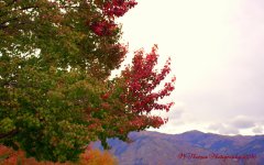 REd and Green Tree 10-24-2016.jpg