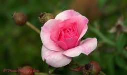 Pink Autumn Rose 10-24-2016.jpg
