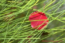 Red Leaf in Grass 10-24-2016.jpg