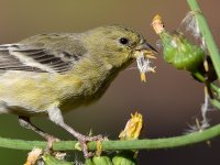 Goldfinch4.jpg
