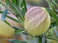 Milkweed.jpg