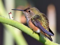 Hummer9.jpg